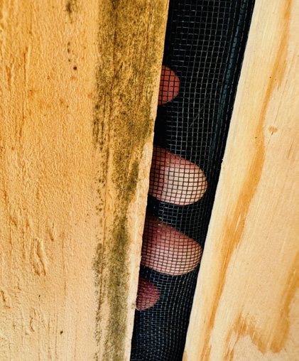 View from inside the attic: a hand pressed against the Attic Armor mesh that now covers the ridge gap between the roof boards.